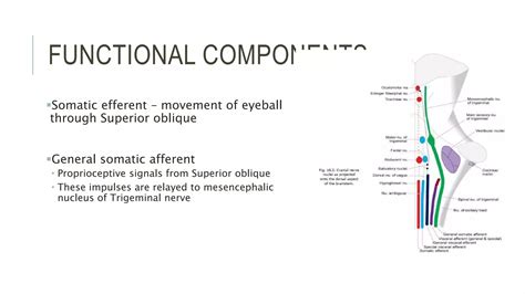 Trochlear Nerve Ppt