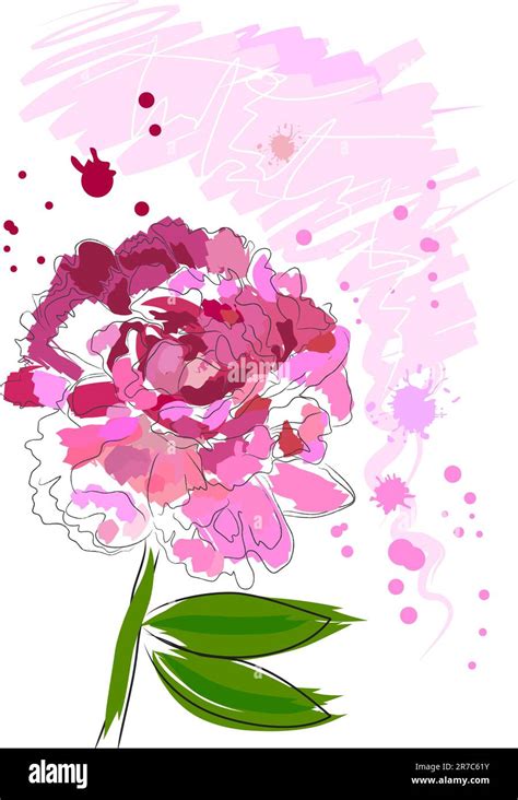 Beautiful Blossom Watercolor Pink Peony On White Background Stock