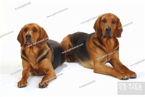 Ogar Polski, Couple, Polish Hunting Dog, Stock Photo, Picture And Rights Managed Image. Pic. IBR ...