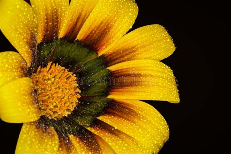 Painted daisy flower stock image. Image of yellow, closeup - 28226573