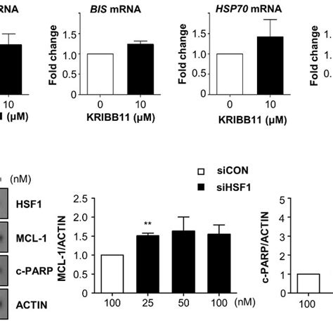 KRIBB11 Decreases MCL 1 Expression Which Was Restored By MG132 A