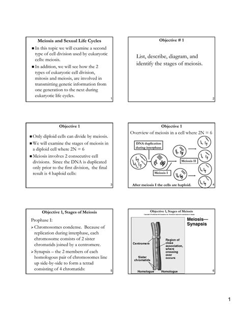 List, describe, diagram, and identify the stages of meiosis.