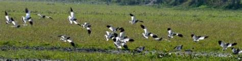 Assam wallpapers | Pobitora Wildlife Sanctuary | Migratory birds in ...