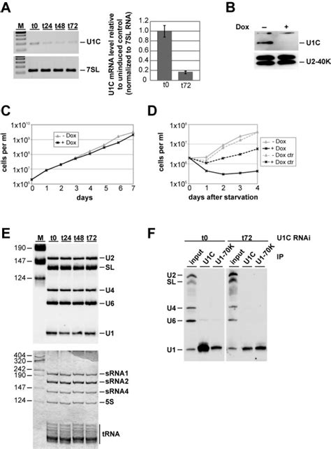 Effects Of RNAi Mediated Depletion Of Trypanosoma Brucei U1C On Growth