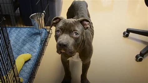 Pit bull é resgatado mas não consegue abandonar hábito antigo saiba qual