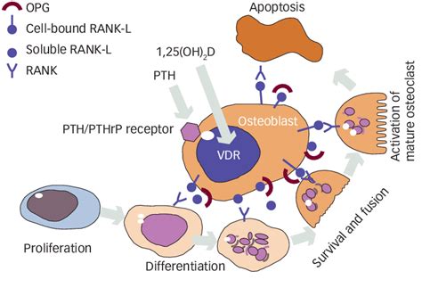 The Role Of Parathyroid Hormone Pth On The Osteoclasts Through The