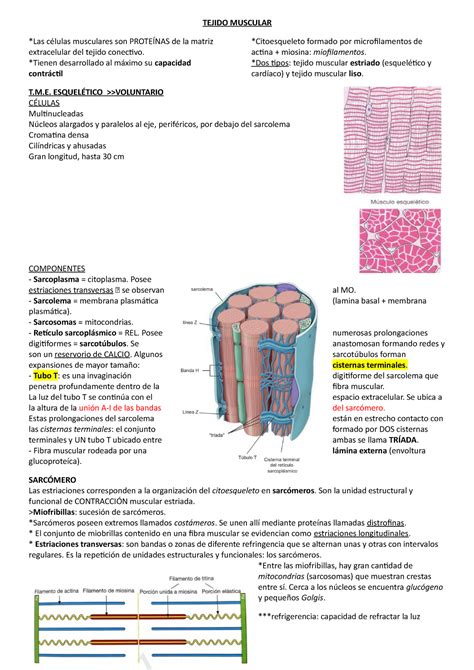 04 Tejido Muscular Apunte Tejido Muscular Las Células Musculares