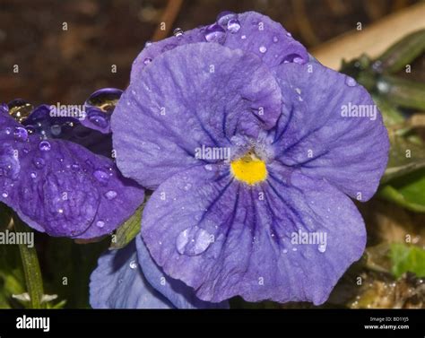 A purple spring Stock Photo - Alamy