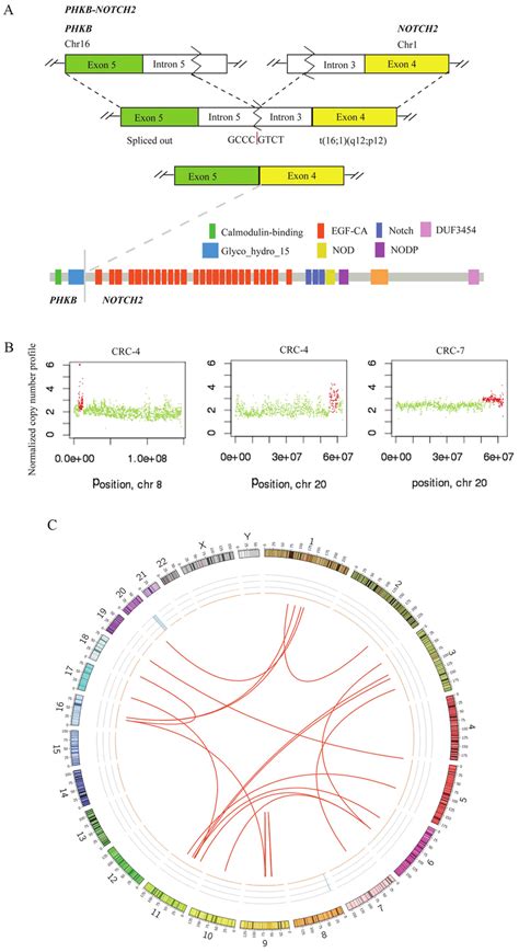 Chromosomal Structural Rearrangements And Copy Number Variations In The