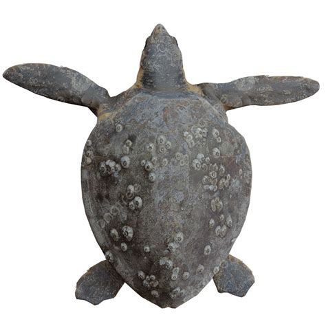 turtle top view turtle sea animal turtle top view transparemt png