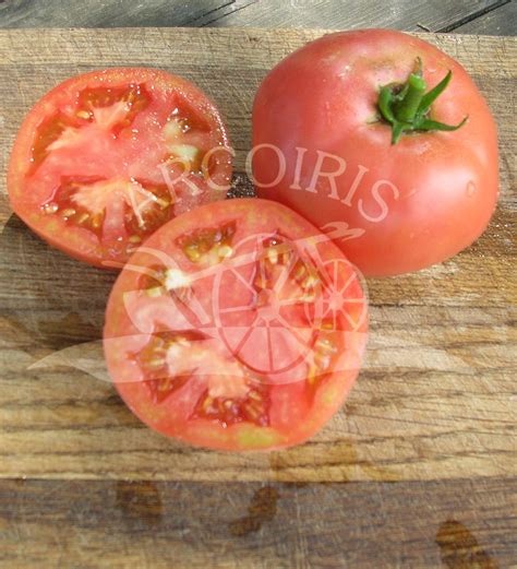 POMODORO ROSA DI BERNA BIO 100 SEMI Arcoiris Santaplanta Grow Shop