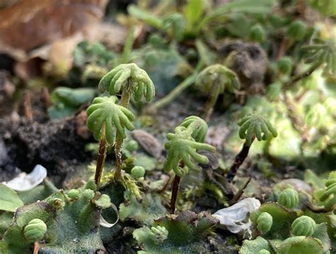 This Type Of Moss Looks Like Miniature Palm Trees Rminiworlds