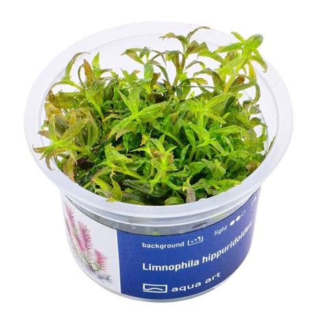 Limnophila Hippuridoides In Vitro Plante Aquarium Materiel Aquatique