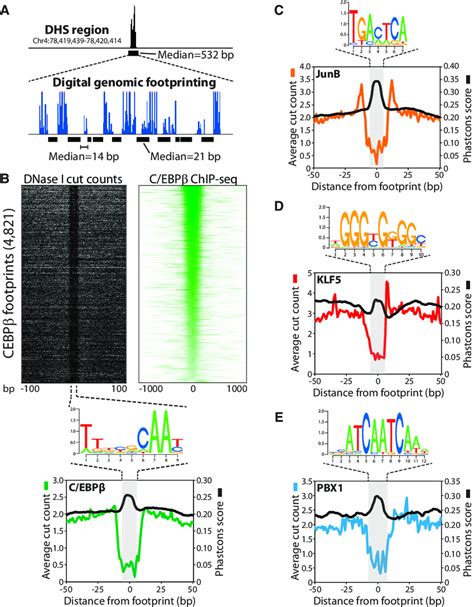 Digital Genomic Footprinting Reveals Transcription Factor Footprints At