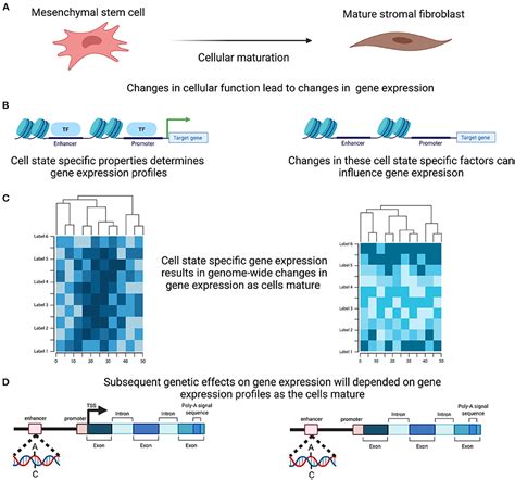 Frontiers Genetic Regulation Of Transcription In The Endometrium In