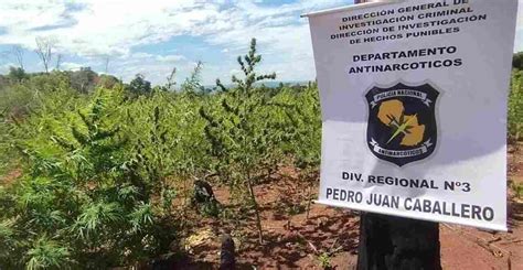 Polícia paraguaia descobre fazenda de maconha em Cerro Corá