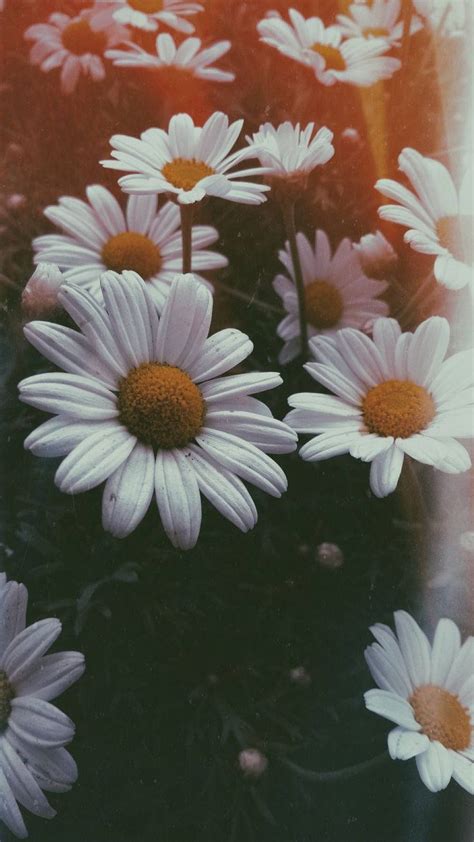 Daisy Aesthetic Wallpapers Wallpapers