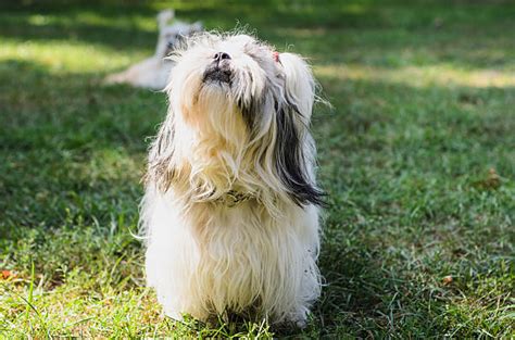 210+ Shih Tzu Hair Bows Stock Photos, Pictures & Royalty-Free Images ...