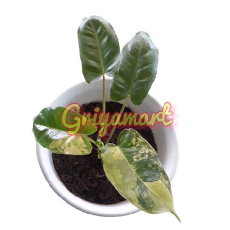 Jual Philodendron Burle Marx Varigata Tanaman Hias Rawatan Shopee