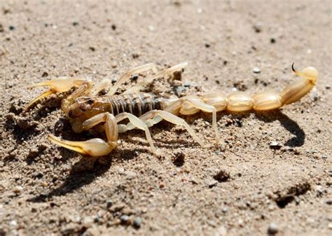 C Mo Evitar Los Alacranes Y Qu Hacer Ante Una Picadura Bioguia