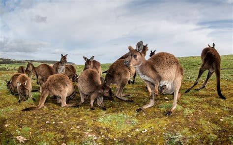 Kangaroo Island Tour