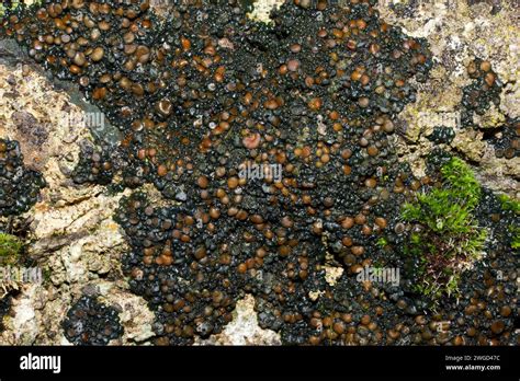 Lichen That Fixes Nitrogen Hi Res Stock Photography And Images Alamy