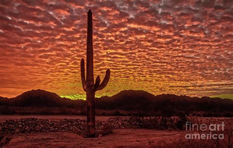 Saguaro Cactus Sunrise Photograph by Robert Bales