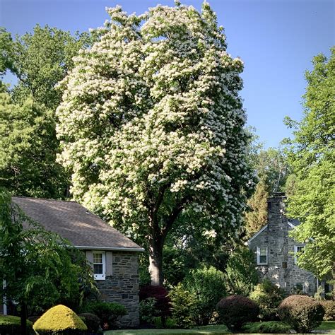 I’ve suddenly noticed these striking trees blooming and producing a