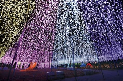 Ashikaga Flower Park Illumination 2024-2025 - Japan Web Magazine