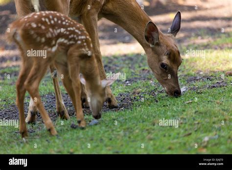 Female axis deer doe and fawn hi-res stock photography and images - Alamy