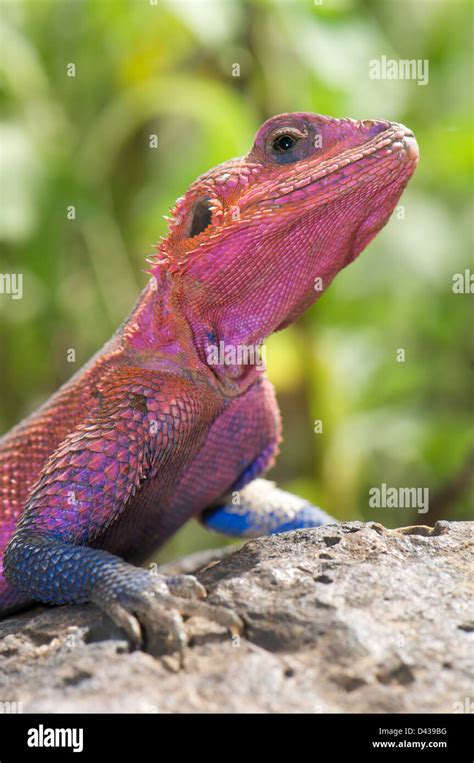 Male Common Agama lizard (Agama agama) displaying breeding coloration ...