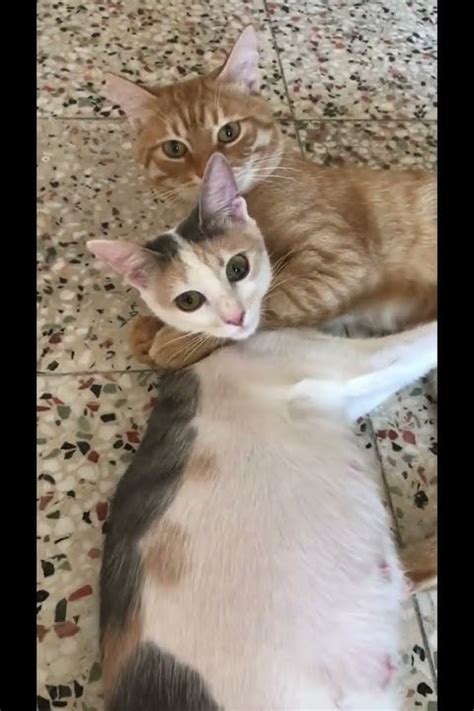 Romanticcatvideosyouveneverseeninyourlife ️🐈😸🐈😸 ️🐕‍🦺🐕‍🦺🐕