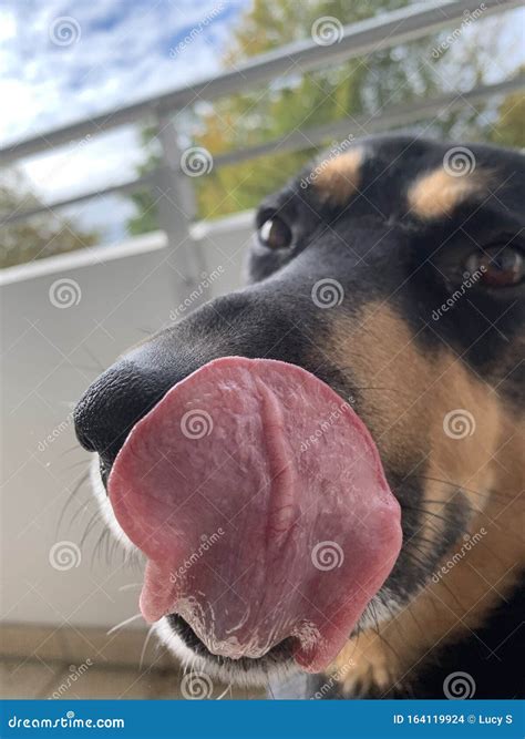 Dog tongue stock photo. Image of browndog, nose, blackdog - 164119924
