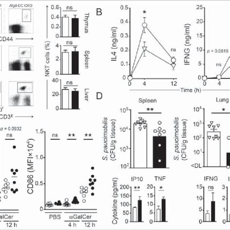 Autophagy Proteins In Dcs Regulate Inkt Cell Responses To Lipid