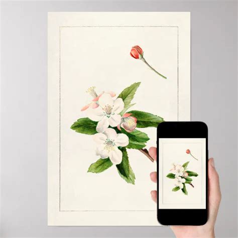 Crab Apple Flower (Malus) Watercolor Painting Poster | Zazzle