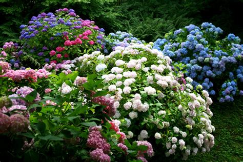 Hortensias François Philipp Flickr