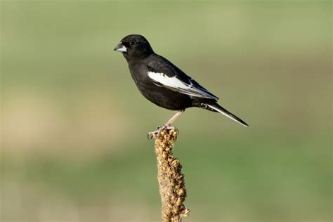 Lark Bunting