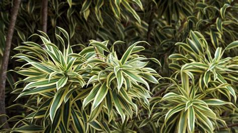 How To Grow And Care For Dracaena Complete Beginners Guide