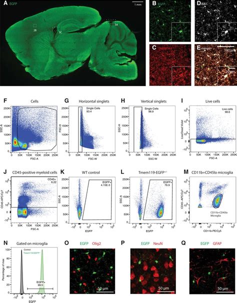 Tmem Egfp And Tmem Creert Transgenic Mice For Labeling And