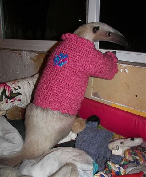 Pet Anteater (25 pics)