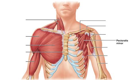 Pectoralis minor - Pectoral Muscles