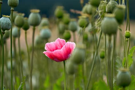 Download [48+] High-Quality Opium Wallpapers for Free - WallpaperGap