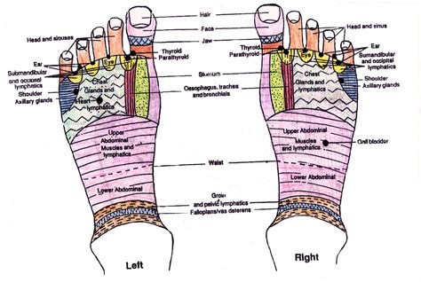 Reflexology Foot Chart Picture