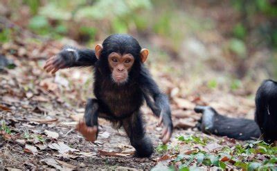 Baby Chimpanzee - Facts about Young Chimpanzees