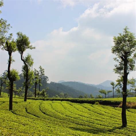 Wildlife in Munnar – ELIXIR HILLS