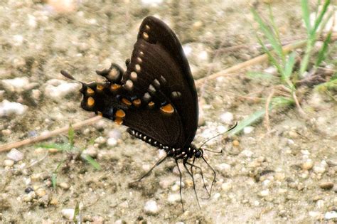 North Central Florida Butterfly And Insect Identification Bryan Berg