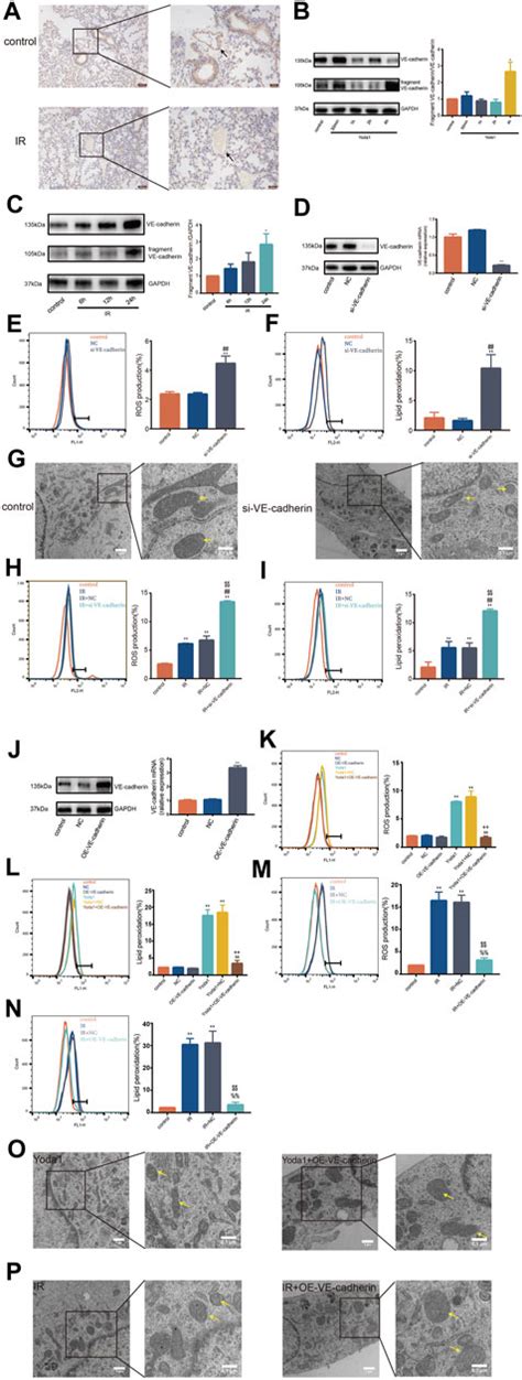 Frontiers Piezo Ion Channel Mediates Ionizing Radiation Induced