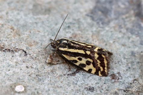 Acontia Trabealis Ackerwinden Bunteulchen Spotted Sulphur In