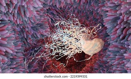 644 3d Helicobacter Pylori Images, Stock Photos & Vectors | Shutterstock