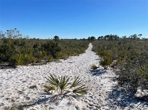 Lake Placid Scrub Lake Wales Ridge Wea Florida Hikes